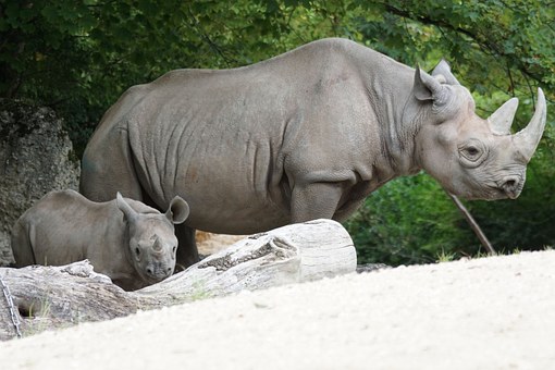 В Подмосковье трех россиян осудили за контрабанду рогов черного носорога